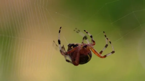 Marbled orb weaver spider spinning web closeup belly view Stock Footage 103185606