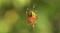 Marbled Orbweaver (Araneus marmoreus) Spider - Female 1 HD Footage