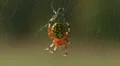 Marbled Orbweaver (Araneus marmoreus) Spider - Female 4 HD Footage