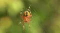 Marbled Orbweaver (Araneus marmoreus) Spider - Female 2 HD Footage