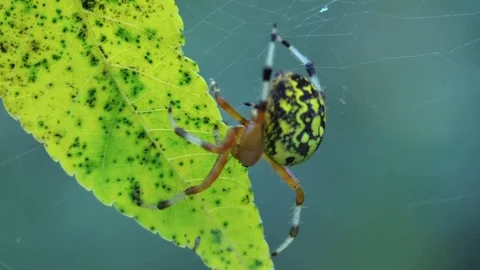 Marbled orbweaver spider cutting leaf loose from web Stock Footage 95027013