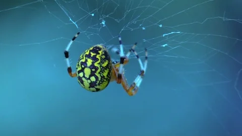 Marbled orbweaver spider repiaring web view from behind closeup Stock Footage 95027198