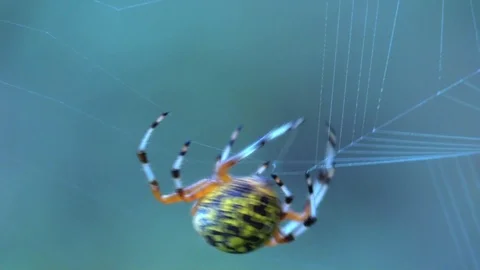 Marbled orbweaver spider spinning web closeup view from behind Stock Footage 95027140