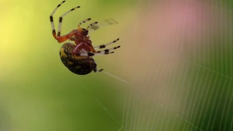 Marbled orbweaver spider spinning web closeup side view Vidéo 95027335