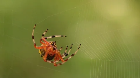 Marbled orbweaver spider spinning web closeup view straight on Stock Footage 95027337