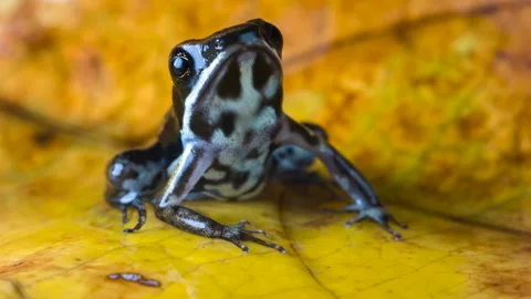 Marbled poison-arrow frog (Epipedobates boulengeri) Stock Footage 143430684