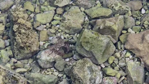 Marbled rock crab or Runner Crab (Pachygrapsus marmoratus (Fabricius, 1787) Stock-Footage 201673817