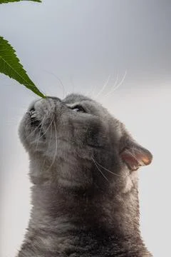Marbled silver Scottish Fold cat curiously sniffing green leaves in bright Stock Photos