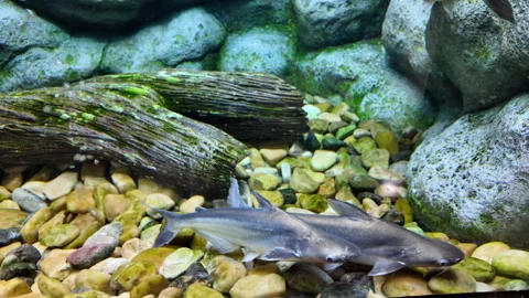 Marbled sleeper or Oxyeleotris marmorata is swimming in aquarium. Stock Footage 275357656