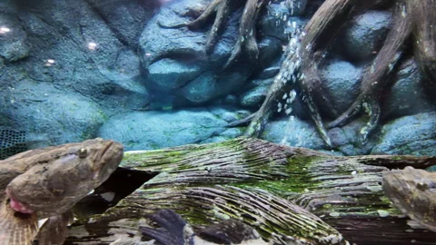 Marbled sleeper or Oxyeleotris marmorata is swimming in aquarium. Stock Footage 275357825
