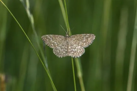 Marbled small peeper sits on a blade of grass, A lewes wave is sittin on a Stock Photos