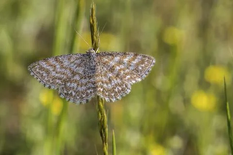 Marbled small peeper sits on a blade of grass, A lewes wave is sittin on a Stock Photos