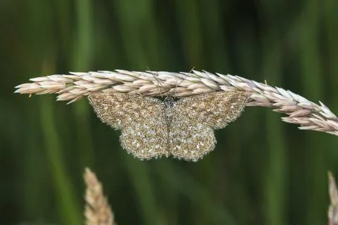 Marbled small peeper sits on a blade of grass, A lewes wave is sittin on a Stock Photos