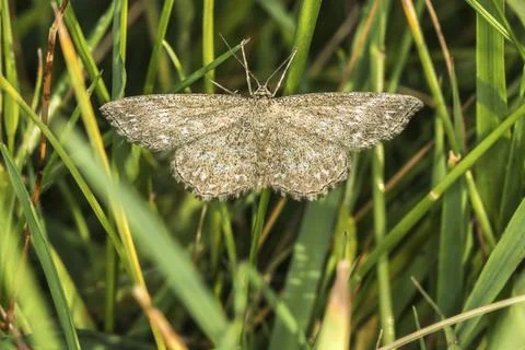 Marbled small peeper sits on a blade of grass, A lewes wave is sittin on a Stock Photos