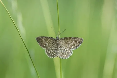 Marbled small peeper sits on a blade of grass, A lewes wave is sittin on a Stock Photos