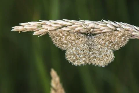 Marbled small peeper sits on a blade of grass, A lewes wave is sittin on a Stock Photos