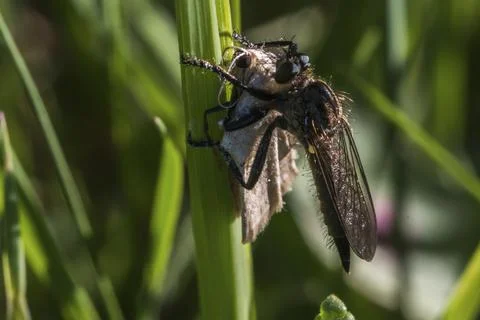 Marbled small peeper sitting on a blade of grass, A lewes wave on a grass-stock Stock Photos