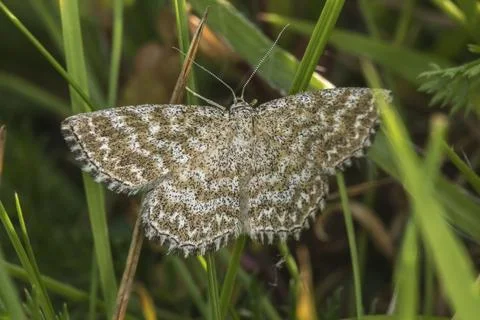 Marbled small peeper sitting on a blade of grass, A lewes wave on a grass-stock Stock Photos
