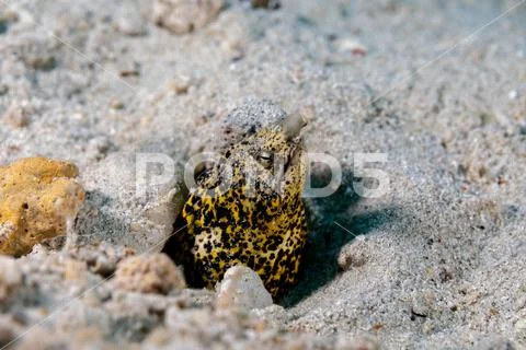 Marbled snake eel, Callechelys marmorata, is a benthic marine fish ...