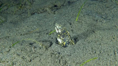 Marbled Snake Eel Stock Footage 343801138