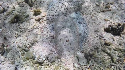 Marbled Sole Mating Behavior on the Sandy Reef Bottom 库存影片 344051102