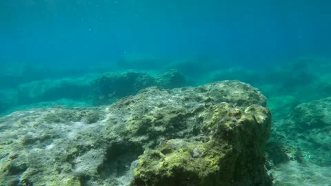 Marbled Spinefoot fish swims on rock reef in sunrays, Panorama, Slow motion Stock Footage 255112064