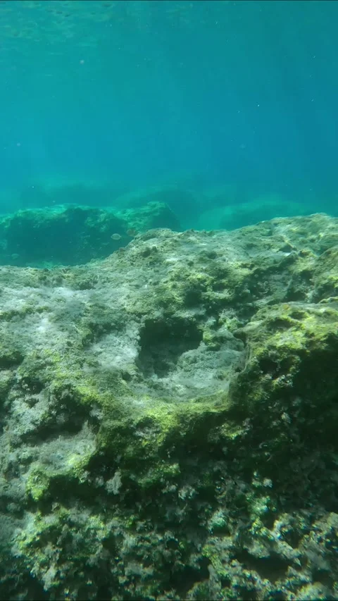 Marbled Spinefoot fish swims on rock reef in sunrays, Panorama, Slow motion Stock Footage 255112117