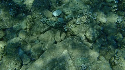 Marbled spinefoot or rivulated rabbitfish or surf parrotfish (Siganus rivulatus) Stock Footage 116413962