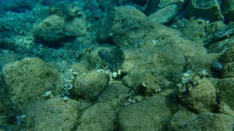 The marbled spinefoot (Siganus rivulatus) Foto stock
