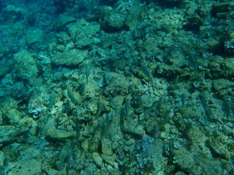 The marbled spinefoot (Siganus rivulatus) 스톡 사진