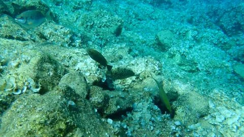 The marbled spinefoot (Siganus rivulatus) Foto stock