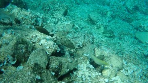 The marbled spinefoot (Siganus rivulatus) Stock Photos