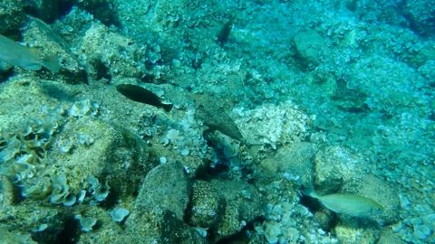 The marbled spinefoot (Siganus rivulatus) Stock Photos