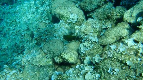 The marbled spinefoot (Siganus rivulatus) Foto stock