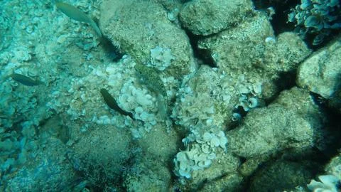 The marbled spinefoot (Siganus rivulatus) 스톡 사진