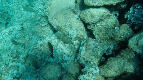 The marbled spinefoot (Siganus rivulatus) 스톡 사진