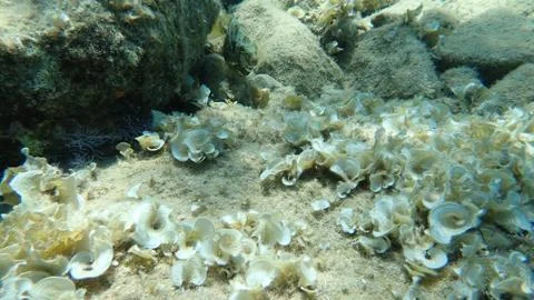 The marbled spinefoot (Siganus rivulatus) 写真素材