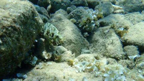 The marbled spinefoot (Siganus rivulatus) Stock Photos