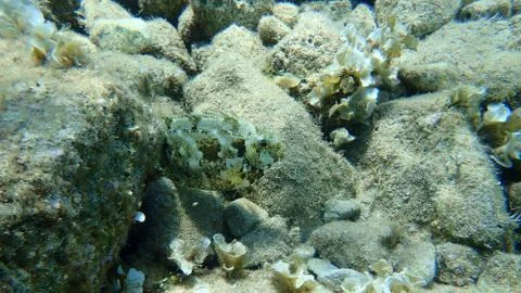 The marbled spinefoot (Siganus rivulatus) Foto stock
