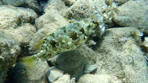 The marbled spinefoot (Siganus rivulatus) Foto stock