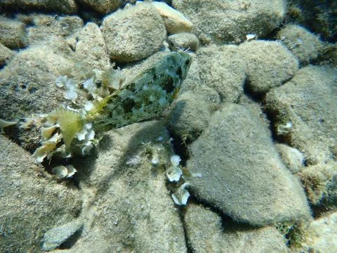 The marbled spinefoot (Siganus rivulatus) 스톡 사진