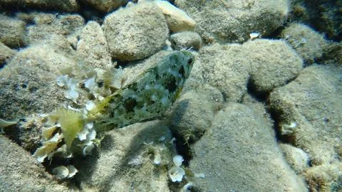 The marbled spinefoot (Siganus rivulatus) Stock Photos