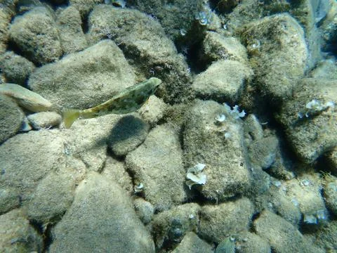 The marbled spinefoot (Siganus rivulatus) 写真素材