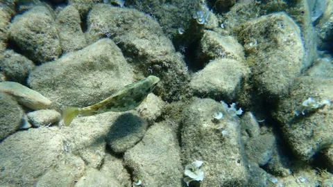 The marbled spinefoot (Siganus rivulatus) Stock Photos