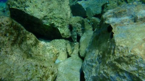 The marbled spinefoot (Siganus rivulatus) 写真素材