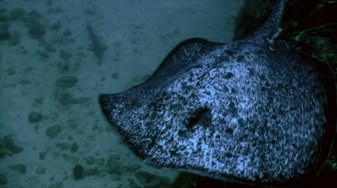 Marbled stingray swimming, high angle, Pacific ocean Stock Footage 42901501