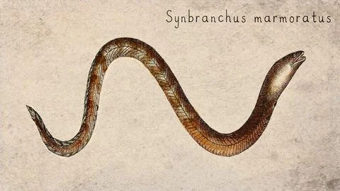 Marbled Swamp Eel (Synbranchus marmoratus) Vintage fish illustration Stock Illustration
