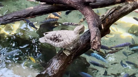 Marbled Teal Duck parque da disney animal kingdom Orlando Stock Footage 267521106