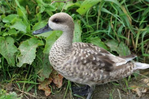 Marbled teal duck Stock Photos