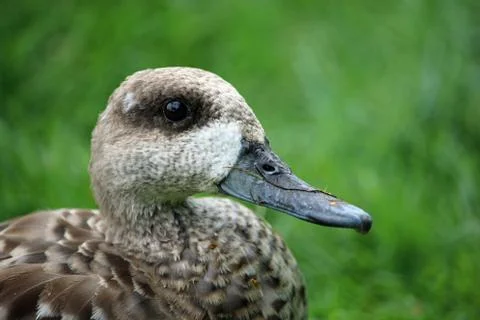 Marbled teal duck Stock Photos